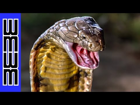 THE MOST DANGEROUS SNAKE