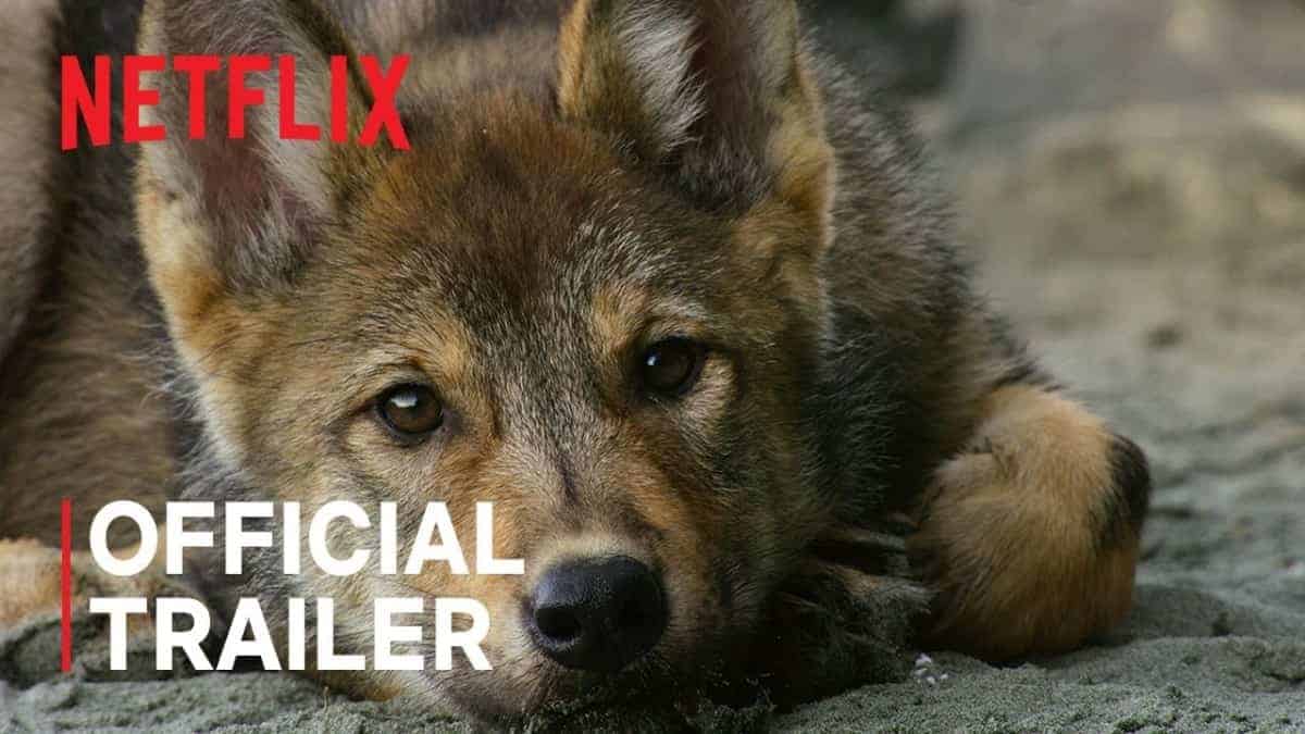 Island Of The Sea Wolves | Official Trailer