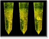 Holographic Artist: Philip Metschan