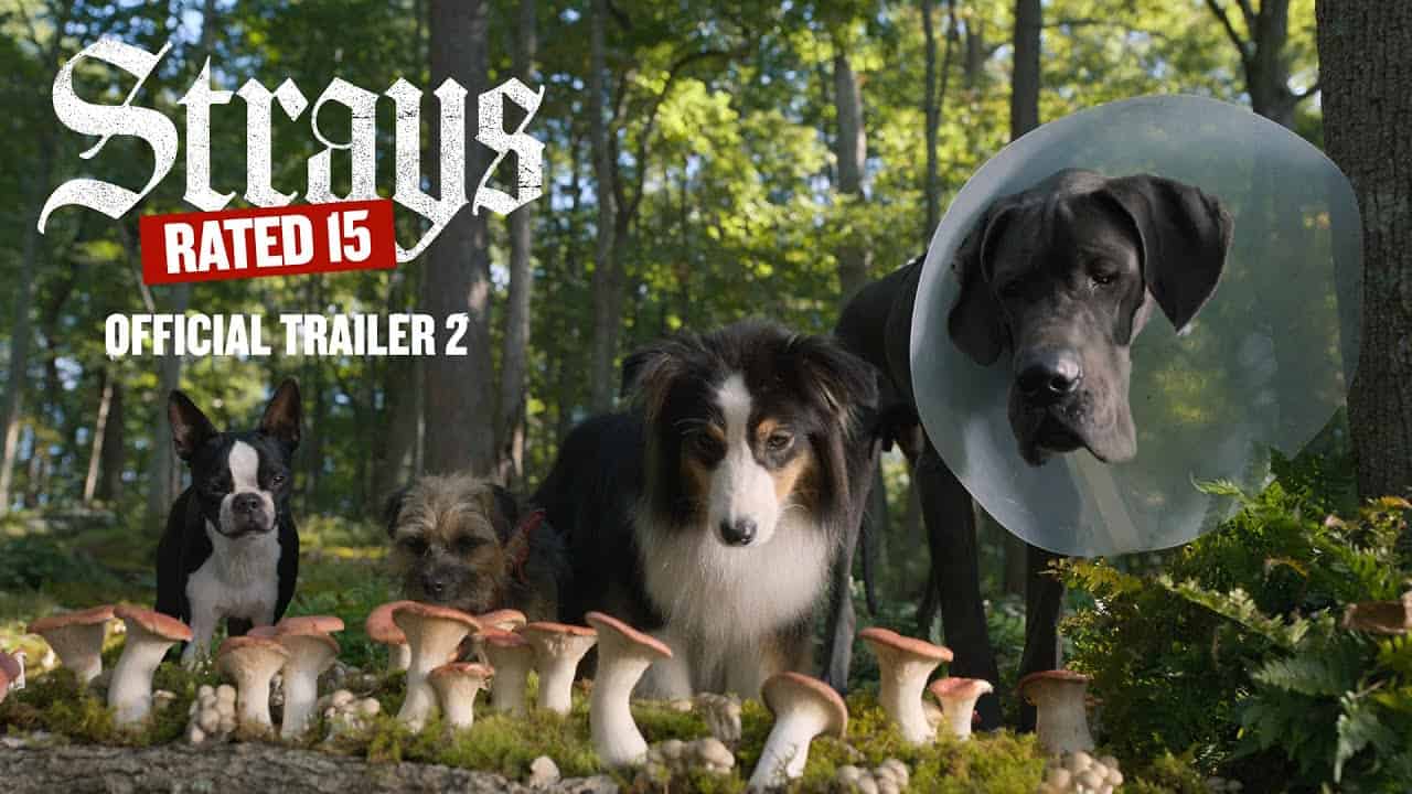 STRAYS / Official Trailer 2