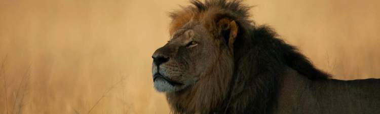 Inside The Story Of Cecil