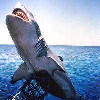Jaws - Gallery